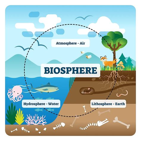 The Four Spheres Of The Earth - WorldAtlas Coal Formation, Rain Cycle, The Carbon Cycle, Photosynthesis And Cellular Respiration, Carbon Cycle, Carbon Sink, Lime Water, Cellular Respiration, Mathematical Model