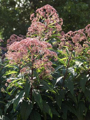 JH-"We use this to hide our air conditioning unit." Joe Pye Weed Attract butterflies to your garden with Joe Pye weed. It's a tough-as-nails perennial that will easily grow 7 feet tall. In late summer, the plant produces waves of nectar-rich pink flowers that butterflies love. Joe Pye weed thrives in moist, rich soil. Name: Eupatorium purpureum Zones: 3-9 Tall Perennial Flowers, Joe Pye, Big White Flowers, Late Summer Flowers, Garden Backdrops, Perennial Border, Border Plants, Have Inspiration, How To Attract Birds