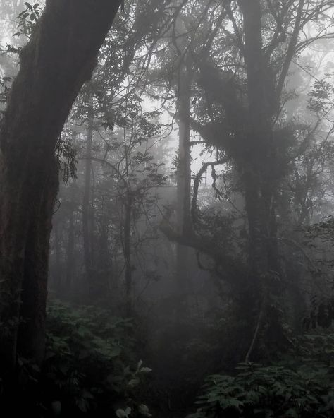 Nature, 4 Am Aesthetic, Dark Mood Aesthetic, Dark Rainforest, Dark Foggy Forest, Rainforest Aesthetic, Fog Aesthetic, Dark Comfort, Lelaki Comel