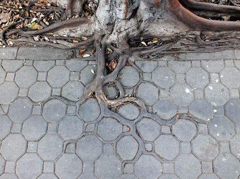 ADAPTIVE ROOTS IN THE CONCRETE JUNGLE   Photograph by HORST KIECHLE   In this fantastic sighting by photographer Horst Kiechle, we see the roots of a tree in Bangkok, Thailand (Lat Yao, Chatuchak to be exact) growing into the grooves and cracks of an interlocking sidewalk. Not only do the colour of the roots [...] Flower Bed Borders, Flower Bed Edging, Edging Ideas, Aromatic Plant, Garden Edging, Garden In The Woods, Garden Borders, Space Decor, Flower Bed