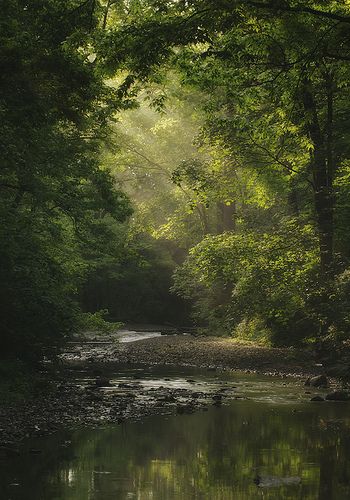 Where time stands still (Morning Glory) - photo by: Joel Bedford (via Light Stalking) Celadon Aesthetic, Sunlight Through Trees, Relaxing Pictures, Calming Photos, Relaxing Photos, Lukisan Lanskap, Relaxing Images, Calming Images, Tree Photography