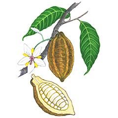 Active Ingredients – KORA Organics Cocoa Plant, Chocolate Drawing, Cacao Fruit, Contemporary Botanical Art, Kora Organics, Star Fruit, Sandra Boynton, Balsam Do Ust, Watercolor Plants