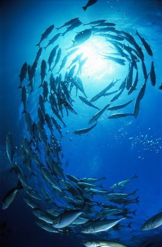 The Ocean, Swimming, Facts About Fish, Fauna Marina, School Of Fish, Fish Swimming, In The Ocean, Blue Water, Starry Night