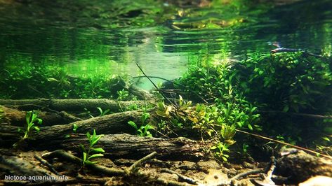 Nature, Ideas For Aquarium, Underwater River, Aquascape Inspiration, Aquascaping Ideas, Biotope Aquarium, Freshwater Plants, Tropical Freshwater Fish, Underwater Pictures