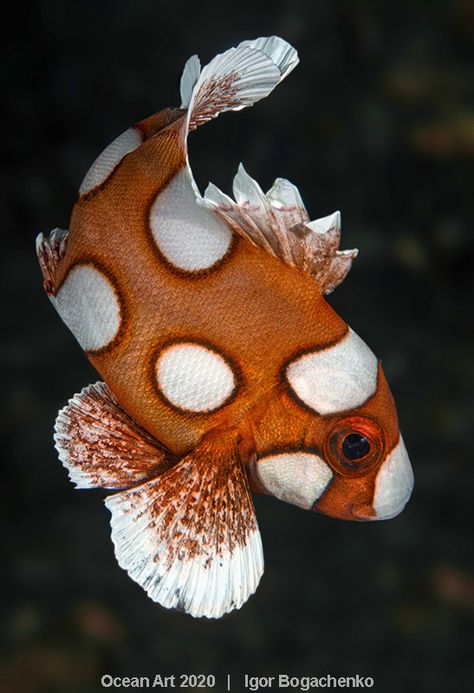 Cool Sea Creatures, Marine Photography, Art Underwater, Water Creatures, Sea Life Art, Salt Water Fish, Rising Tide, Underwater Art, Beautiful Sea Creatures