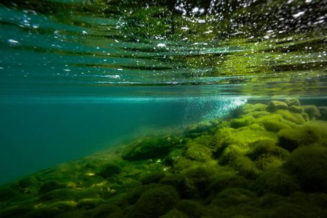 2,421 Underwater Pond Photos and Premium High Res Pictures - Getty Images Nature, Underwater Pond, Underwater River, Vivarium Ideas, Photo Graphy, Underwater Plants, Drawing Water, Underwater Images, Water Reflection