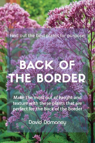 Backyard Fence Flower Bed, Tall Border Plants Fence, Tall Border Plants, Shady Border Plants Uk, Border Gardens Along Fence, Boarder Plants, Perennial Border Plants, Best Plants For Shade, Japanese Inspired Garden