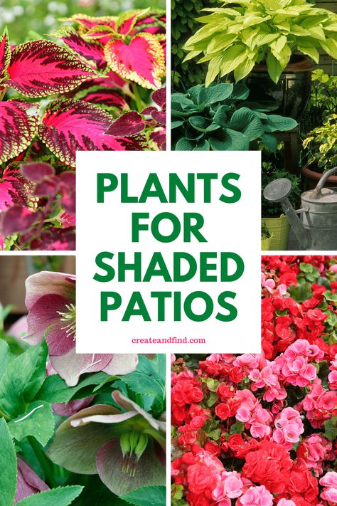 Perfect plants for shaded patios or porches. Just because your outdoor spaces don't get much sun, doesn't mean you can't add beautiful colors and textures with plants. There are many shade-loving plant options that will thrive on your patios or porches. Outdoor Plants For Shaded Areas, Flowers For Shaded Areas, Plants For Shaded Areas, Potted Plants For Shade, Shade Plants Container, Plants That Love Shade, Plants That Like Shade, Front Porch Flower Pots, Front Porch Plants