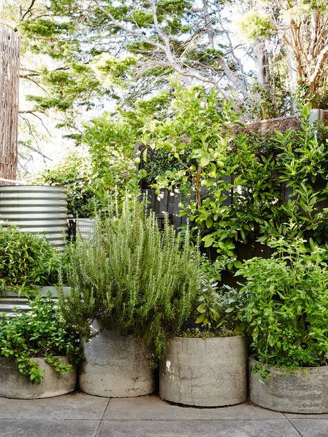 Herb Garden Design, Container Herb Garden, Potted Plants Outdoor, Cement Pots, Have Inspiration, Garden Containers, Courtyard Garden, Veggie Garden, Garden Cottage