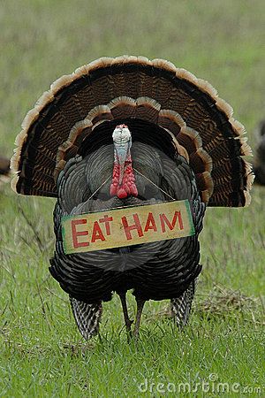 Stock Photography: Thanksgiving Humor: 'Eat Ham' Turkey. Image: 577802 Natal, Thanksgiving Meme, Thanksgiving Humor, Thanksgiving Jokes, Turkey Stock, Turkey Time, Funny Commercials, Free Thanksgiving, Mom Diy