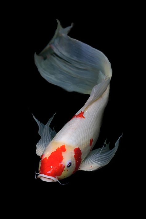 Coy Fish Reference, Koi Fish Art Aesthetic, Koi Fish Real, Koi Fish Side View, Koi Fish Pictures, Koi Fish Reference, Fish Reference Photo, Koi Fish Face, Koi Photography