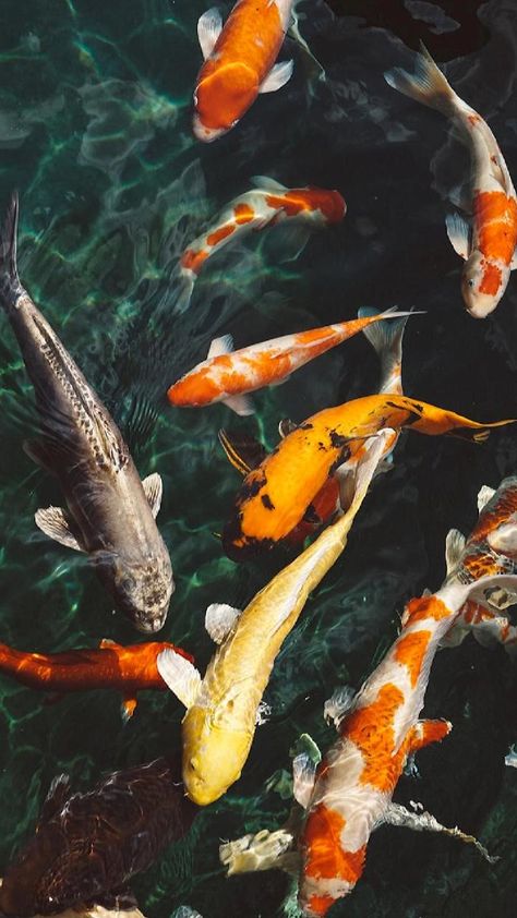 Download Koi fish Wallpaper by georgekev - 0c - Free on ZEDGE™ now. Browse millions of popular fish Wallpapers and Ringtones on Zedge and personalize your phone to suit you. Browse our content now and free your phone Fish Wallpaper Iphone, Koi Wallpaper, Photowall Ideas, Fish Background, Ikan Koi, Koi Art, Carpe Koi, Koi Fish Pond, Water Pond