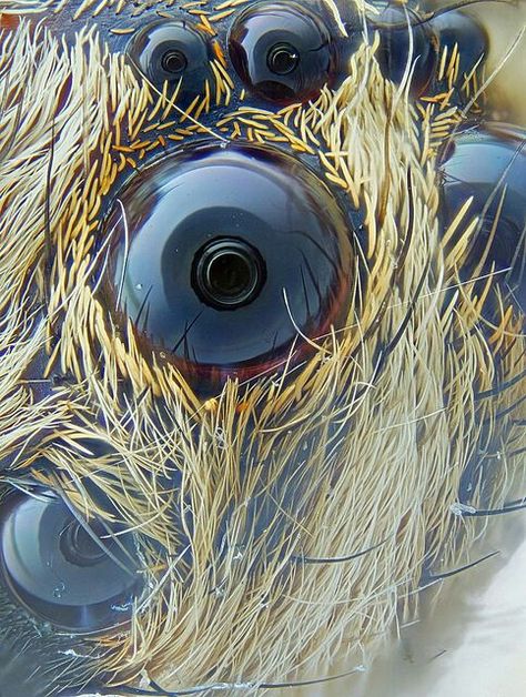 Spider eyes taken with a microscope camera - Imgur Microscopic Art, Spider Eyes, Scientific Art, Microscopic Photography, Micro Photography, Microscopic Images, Close Up Photo, Image Nature, Bikram Yoga