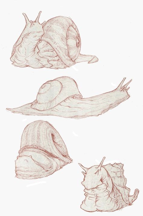 ArtStation - Snails, Ben Lewis Snail Reference Drawing, Nature, Creepy Snail Drawing, Snail Reference, Snail Character Design, Snail Sketch, Snail Artwork, Giant Snails, Snail Drawing