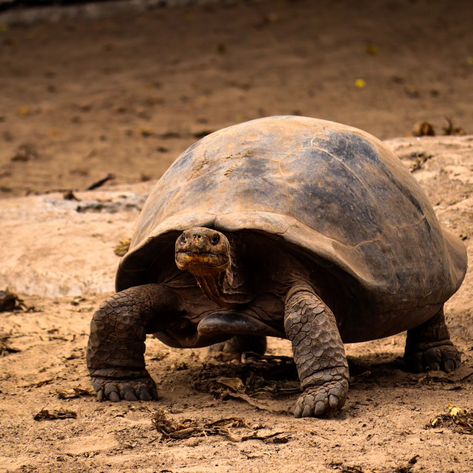 Chelonoidis niger Also known as the Galápagos Giant Tortoise #tortoise #galápagos #ecuador #reptiles #galapagostortoise Galapagos Tortoise, Giant Tortoise, Ecuador, Reptiles, Tortoise, Animals, Quick Saves