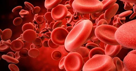 Why do we have different blood types? It seems that there was a distinct advantage in having differing blood groups across the human race, but to what purpose? Iron Deficiency, Red Blood, Red Blood Cells, Blood Cells, Blood Test, Alzheimers, Brain Health, Blood Vessels, Kiwi