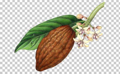 Cacao Hot Chocolate, Orange Restaurant, Cocoa Plant, Jamaican Blue Mountain Coffee, Cocoa Fruit, White Flowering Plants, Blue Mountain Coffee, Hot Chocolate Cocoa, Chocolate Packaging Design