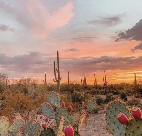 Cactus, Plants, Sun, Desert Aesthetic, In The Desert, The Desert, Cactus Plants, Arizona, I Hope