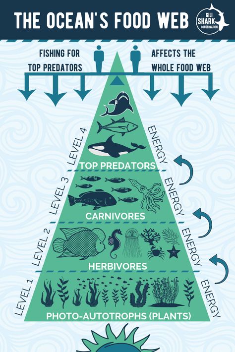 Free info infograhics about marine conservation and plastic pollution Marine Ecosystem Project, Ecosystem Diorama, Marine Food Chain, Ecosystems Diorama, Ocean Food Web, Ocean Food Chain, Education Is The Most Powerful, Ecosystems Projects, Ocean Ecosystem