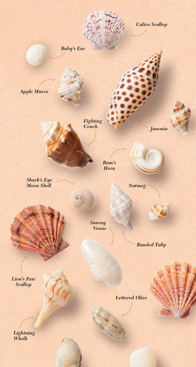 Seashell Identification, Sea Shells Diy, Types Of Shells, Beach Themed Crafts, Shell Wind Chimes, Shells Diy, Seashell Projects, Shell Game, Shells And Sand