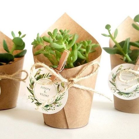 Tanaman Pot, Wedding Plants, Succulent Wedding Favors, Succulent Favors, Deco Champetre, Tafel Decor, نباتات منزلية, Mini Cactus, Succulents Decor