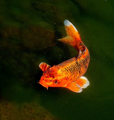 Koi | Flickr - Photo Sharing! Karp Koi, Koi Painting, Ikan Koi, Koi Art, Salt Water Fishing, Carpe Koi, Koi Fish Tattoo, Koi Fish Pond, Mermaid Painting