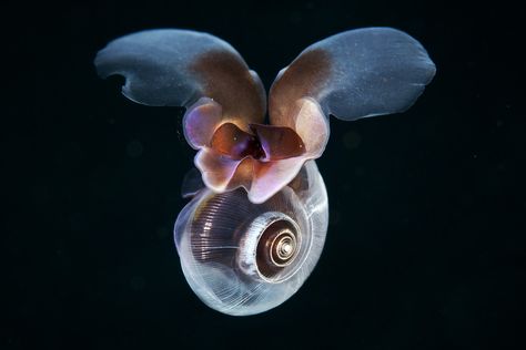 These Stunning Photos Of Underwater Sea Creatures Will Blow Your Mind Deep Sea Creatures, Sea Butterfly, Ocean Monsters, Sea Snail, Beautiful Sea Creatures, Sea Slug, Incredible Creatures, Alien Concept Art, Creature Feature