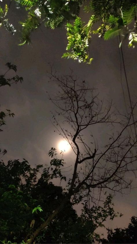 Trees, Night Sky, The Moon, Moon