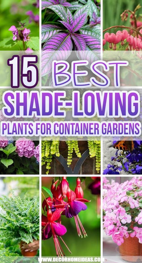 15 Fantastic Shade-Loving Plants For Container Gardens | Decor Home Ideas Border Garden Ideas, Potted Plants For Shade, Best Potted Plants, Container Gardening Shade, Plants For Shady Areas, Shade Plants Container, Gardens Decor, Patio Flower Pots, Shade Annuals