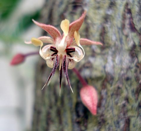 Cocoa Flower Tattoo, Cacao Flower, Cacao Art, Cocoa Flower, Cocoa Plant, Chocolate World, Chocolate Packaging, Inspirational Tattoos, Bing Images