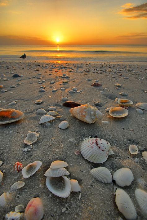 12 Beautiful Shelling Beaches In Florida - Florida Trippers Sanibel Island, Marco Island Beach, Planters Peanuts, Marco Island Florida, Pretty Beach, Marco Island, Photography Beach, Shell Beach, Florida Travel