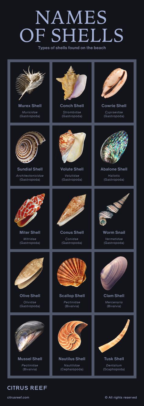 Theres nothing more exciting at the beach than finding different types of shells washed up on the shore.

With an estimated 120,000 species of shells worldwide, their appearance can vary greatly. Some are covered with elaborate ridges and protrusions while other types are more uniform and polished.

Here are 15 beautiful shell species, including commonly found seashells, and some of the most rare types of seashells you might be lucky enough to find. #Shells #Seashells #Mollusk Rare Sea Shells, Seashell Types, Shell Names, Rare Shells, Types Of Seashells, Oceanography Marine Biology, Seashell Identification, Types Of Shells, Shells And Sand