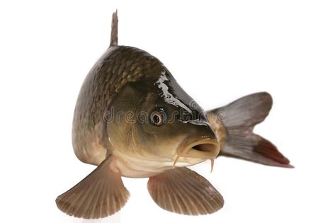 Carp stock photo. Image of head, nature, food, animal - 17174710 Carp Fishing Tips, Carp Fishing Rigs, Fish Information, Ikan Air Tawar, Carp Fishing Bait, Carp Fishing Tackle, Fishing Photography, Koi Fish Pond, Fishing Pictures