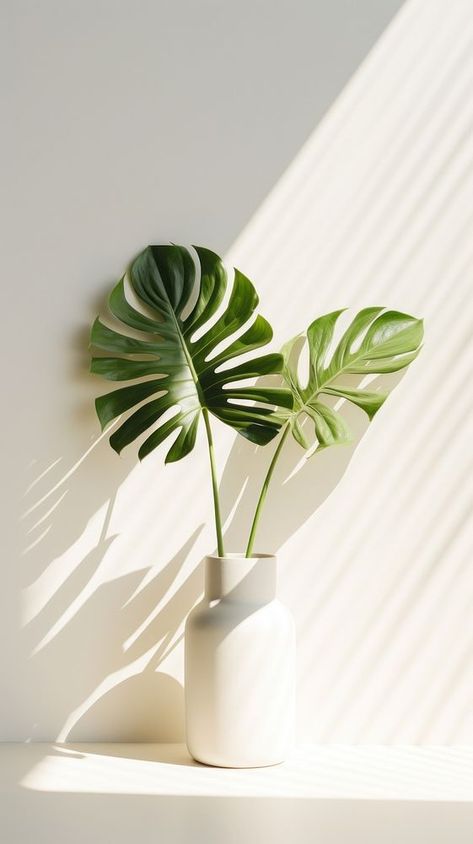 Monstera over white wall plant leaf houseplant. | premium image by rawpixel.com / Baifern Plant Aesthetic Wallpaper Ipad, Wood And Plants Aesthetic, Nature Plants Aesthetic, Indoor Plant Photography, Monstera Landscape, Image Aesthetic Vert, Plants Background Aesthetic, Sage Green Aesthetic Vintage, Fresh Air Aesthetic