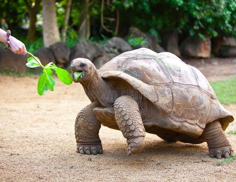 Big Seychelles turtle eat. Close up. In a sunny day , #SPONSORED, #turtle, #Seychelles, #Big, #eat, #day #ad Kawaii Turtle, Toronto Zoo, Galapagos Tortoise, Turtle Sculpture, Giant Tortoise, Tortoise Turtle, Animal Education, Chainsaw Carving, Carving Patterns