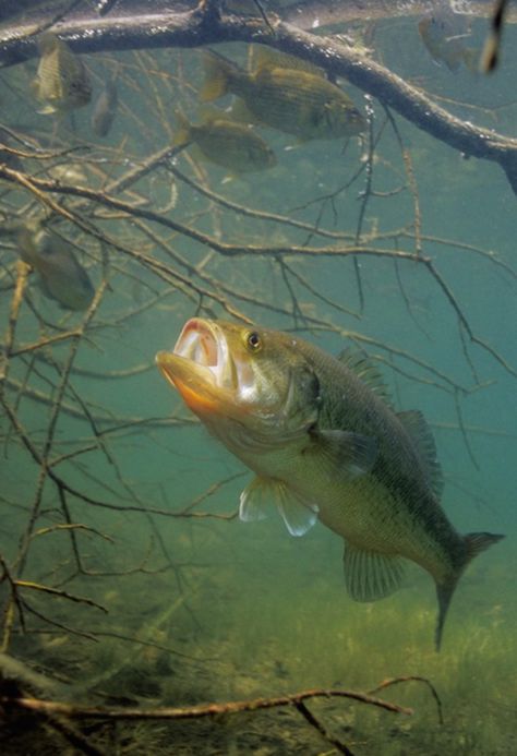 Bass expert Hal Schramm explains exactly how bass hunt, strike, and eat their prey. Underwater Photos, Pesca In Mare, Bass Fishing Tips, Smallmouth Bass, Fishing Pictures, River Fishing, Largemouth Bass, Freshwater Fishing, Catching Fish