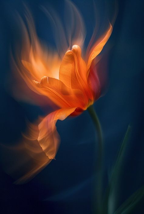 #blurred #flowers #artphotography Nature, Blurred Painting, Red Cinematography, Photo Poj, Blurry Nature, Blurred Flowers, Motion Blur Photography, Fleur Aesthetic, Photography Concepts