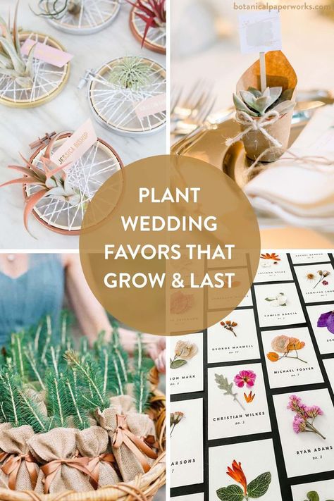 Sustainable Wedding Favors, Eco Friendly Wedding Favors, Plant Wedding Favors, Cottagecore Wedding, Plant Wedding, Garden Wedding Favors, Seed Wedding Favors, Nature Inspired Wedding, Diy Wedding Gifts