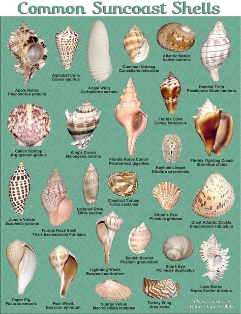 Shells Projects, Seashell Identification, Coquille St Jacques, Beachy Stuff, Shell Island, Art Coquillage, Seashell Projects, Bodega Bay, House Weddings