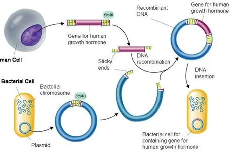 5.8 | PMG Biology Dna Ligase, Dna Cloning, Science Lab Decorations, Dna Facts, Recombinant Dna, Dna Polymerase, Dna Technology, Biology Worksheet, Dna Molecule