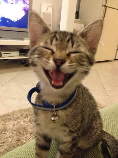 28 Of The Happiest Animals Of All Time Happy Kitten, Here Kitty Kitty, Funny Cat Pictures, Happy Animals, Cat Wallpaper, Happy Cat, I Love Cats, Silly Cats, Kitty Kitty