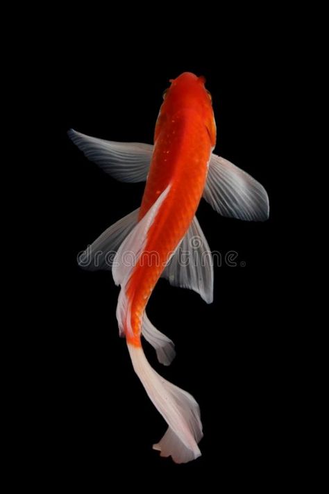 Pictures Of Koi Fish, Koi Fish Photography Beautiful, Koi Reference Photo, Coy Fish Photography, Goldfish Reference Photo, Fish Drawing Reference Photo, Koi Fish Images, Koi Fish Top View, Koi Fish Drawing Reference