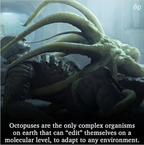 Researchers Claim Octopuses Are Alien Life Forms Alien Life Forms, Alien Life, Molecular Biology, Animal Species, Life Form, Prove It, Out Of This World, Animal Memes, This World