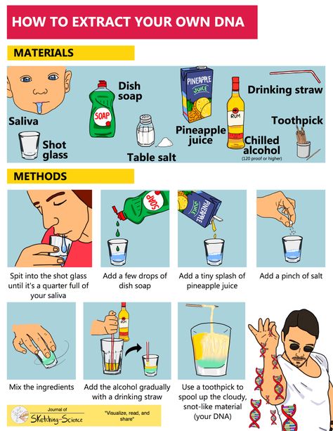 Drinks With Pineapple Juice, Dna Facts, Basic Anatomy, مشروعات العلوم, Dna Test Results, Basic Anatomy And Physiology, Funny Test, Biology Labs, Shots Alcohol