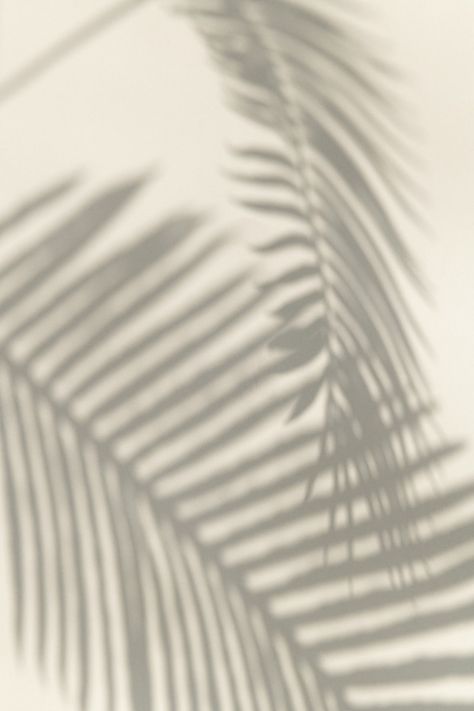 Plakat Design Inspiration, Palm Leaf Design, Fotografi Vintage, 패턴 배경화면, Leaves Design, Images Esthétiques, Minimalist Wallpaper, Leaf Nature, Iphone Background Wallpaper