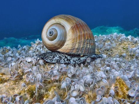 Tonna galea, commonly known as the giant tun, is a species of marine gastropod mollusc in the family Tonnidae (also known as the tun shells). This very large sea snail or tun snail is found in the North Atlantic Ocean as far as the coast of West Africa, in the Mediterranean Sea and the Caribbean Sea. The species was first described by Carl Linnaeus in 1758. (Source: Wikipedia, '', http://en.wikipedia.org/wiki/Tonna_galea, CC BY-SA 3.0 . Photo: (c) Stergios Vasilis, some rights reserved (CC BY-NC Marine Life, Carl Linnaeus, Photo C, Sea Snail, Caribbean Sea, Mediterranean Sea, Atlantic Ocean, West Africa, The Mediterranean