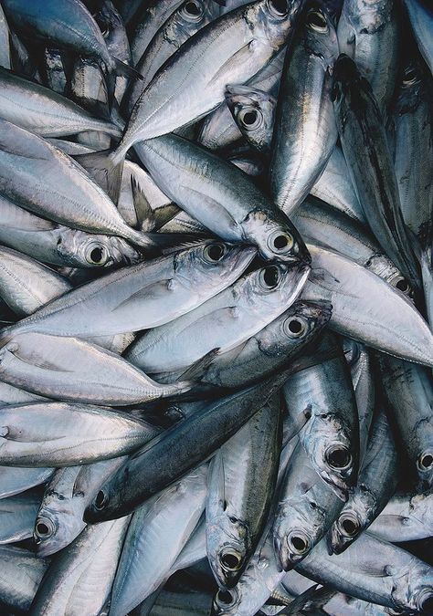 The Malé Fish Market is the commercial epicenter of arguably the country’s most important industry: fishing. Located along the inner harbor on the north side of the island, just west of Republic Square and a mere two blocks away from the local market, the vibrant, bustling fish market is the soul of Malé, the hub of commercial activities, and is always overcrowded with people. Ribe, Chiaroscuro, Croquis, Fresh Fish Photography, Fish Food Photography, Trash Art, Fish Market, Printed Backgrounds, Fresh Fish