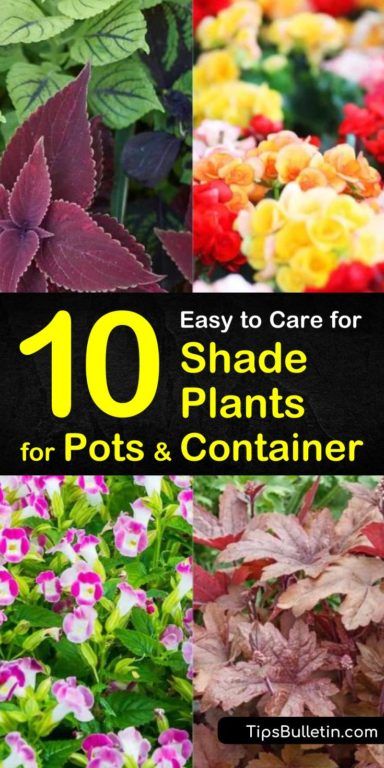 Shade Plants For Pots, Shade Plants Container, Plants For Pots, Rock Flower Beds, Plants Guide, Best Plants For Shade, Potted Plants Patio, Plants Under Trees, Shade Grass