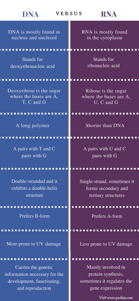 Difference Between DNA and RNA - Comparison Summary Dna And Rna, Biology Revision, Chemistry Basics, Medicine Notes, Study Biology, Biology Classroom, Biology Facts, Medical Student Study, Medical School Motivation