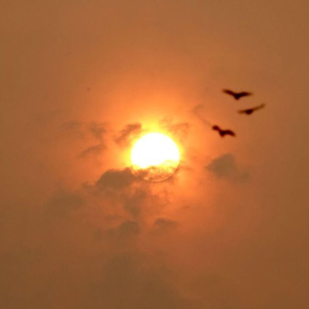 two birds flying in front of the sun